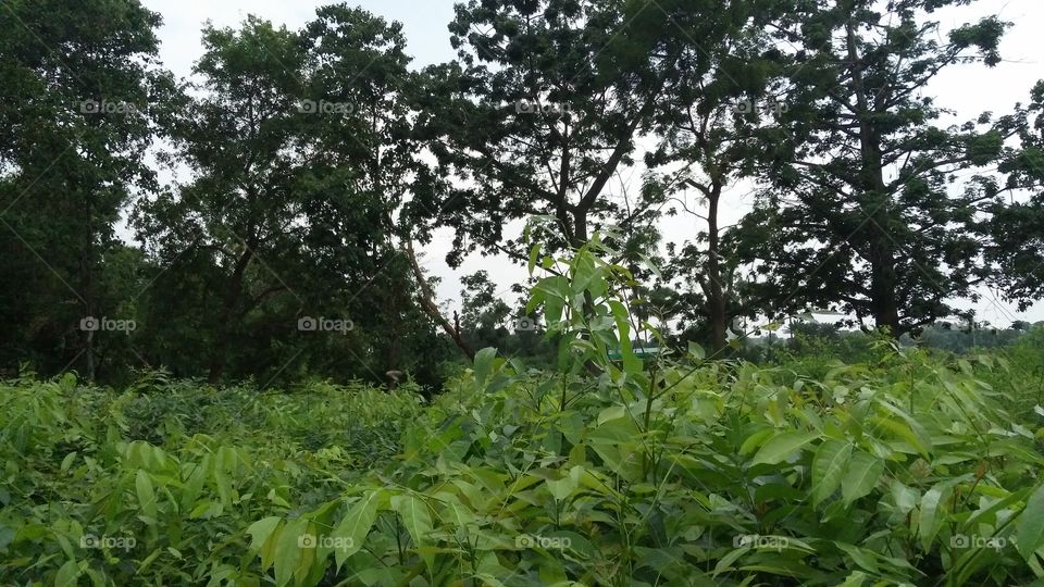 a beautiful nature in evening.