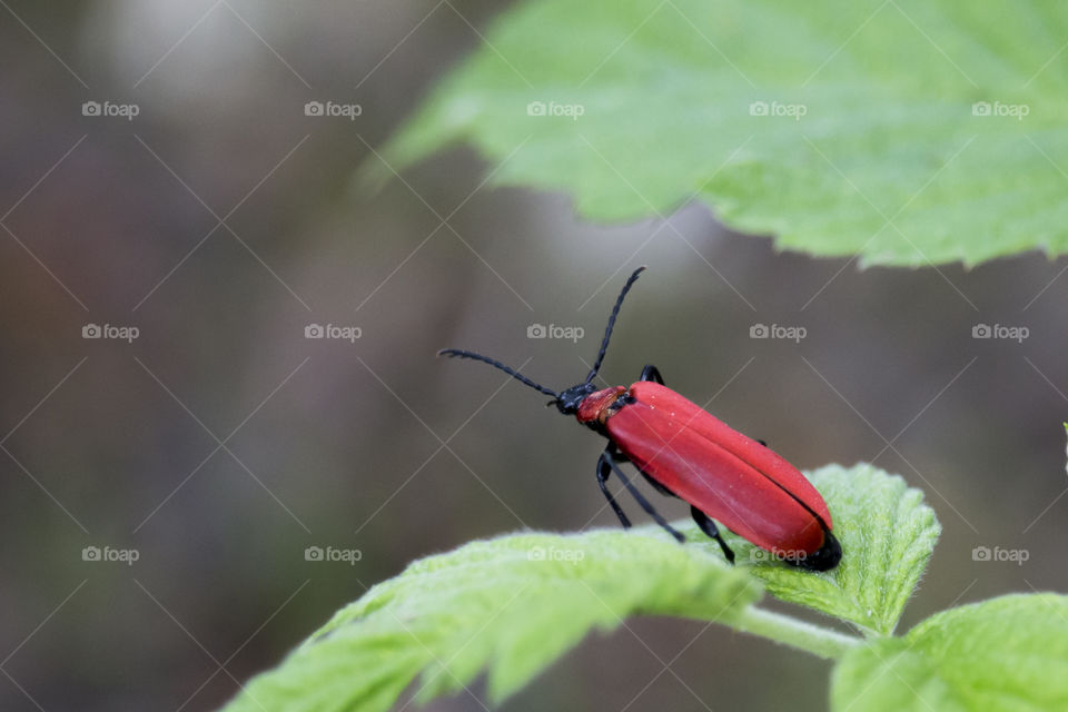 Red beetle on a leaf , minimalistic 