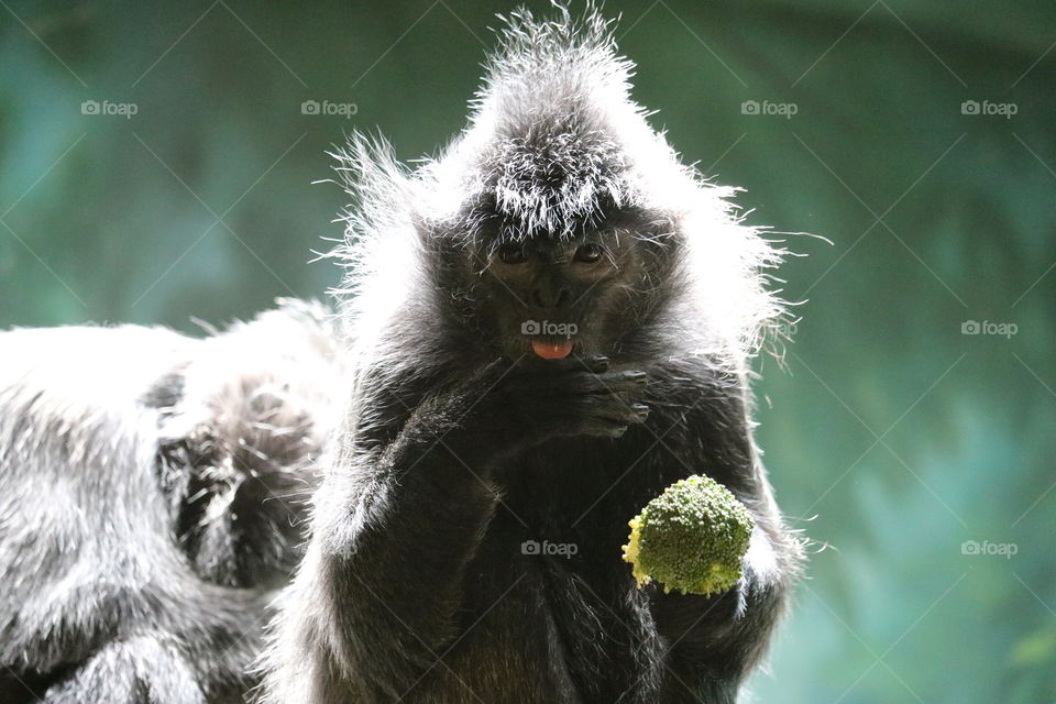 A little monkey from the Columbus Zoo and Aquarium snacking on broccoli 