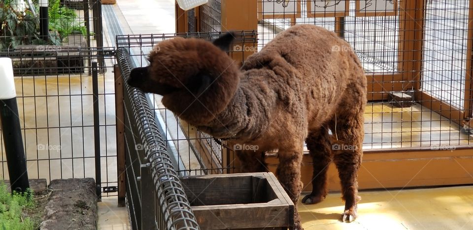 A brown llama peaking onto the other side. Wonder what it is looking at.