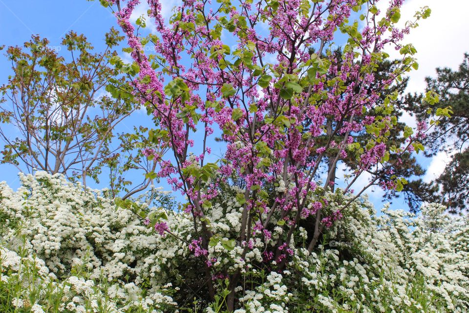 Chionanthus and Cercis siliquastrum.  Spring palette of colours under clear sky.  Springtime