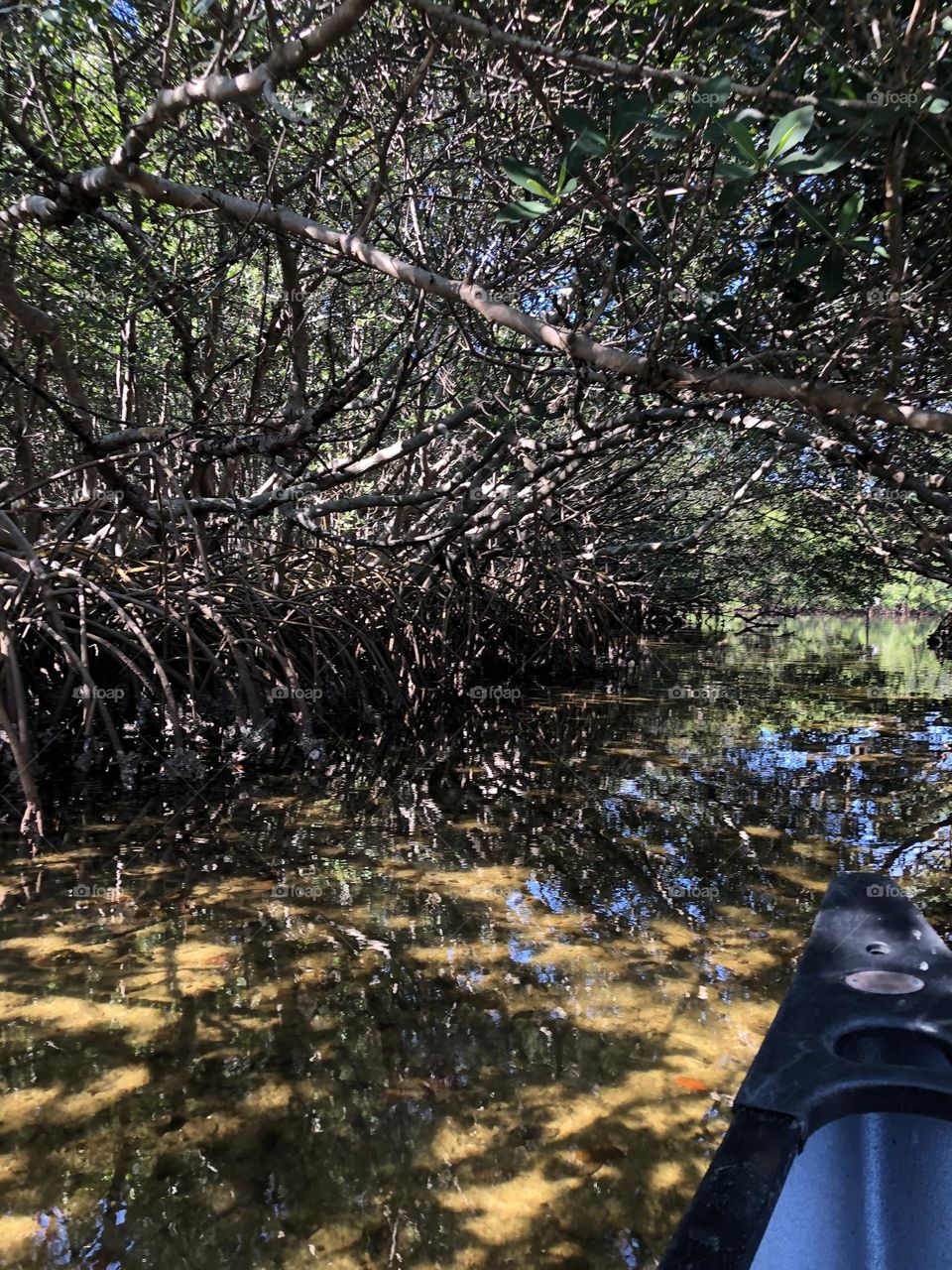 Water and Nature Scapes