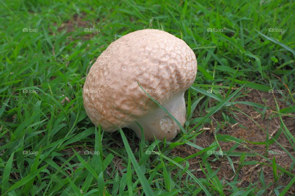 naturally occurring mushrooms on green grass