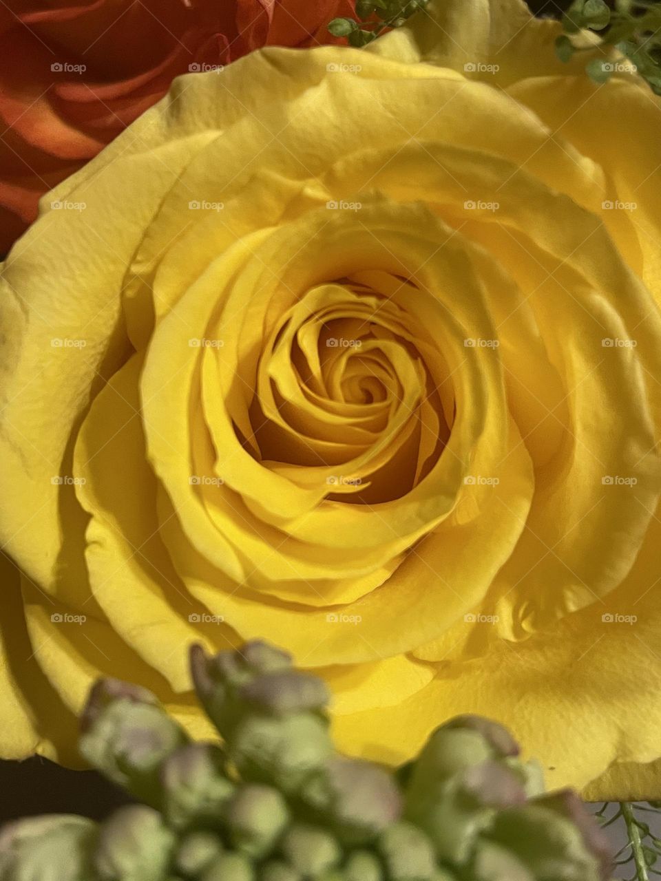 Yellow rose of Texas