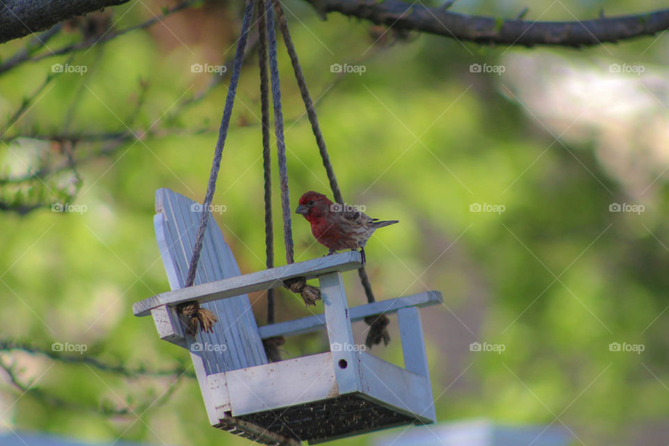 Birdy in the backyard