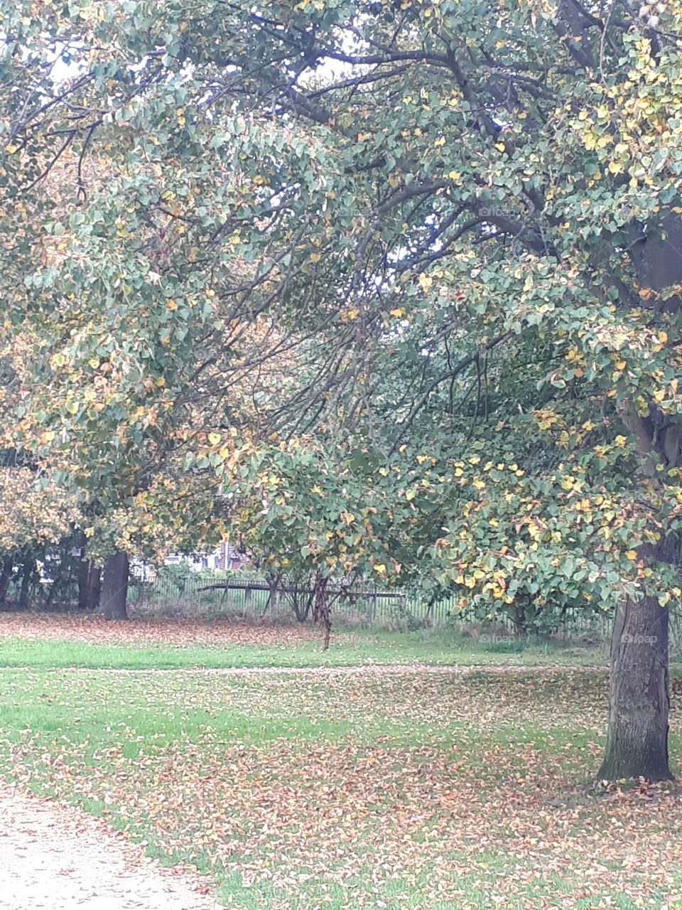 Tree, Fall, Leaf, Landscape, Nature