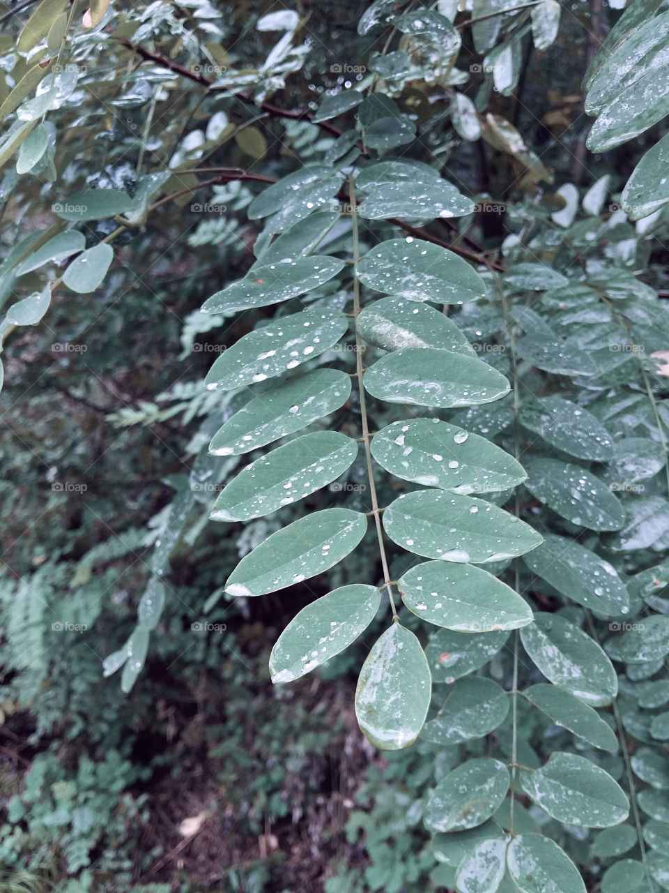 green leaves of acacia with rain droplets