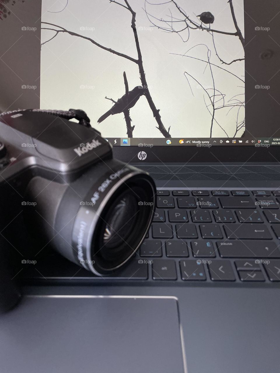 Two birds in a tree during a cloudy day, taken with my Kodak camera, downloaded on my HP laptop, taken altogether with my iPhone 12 for Foap mission