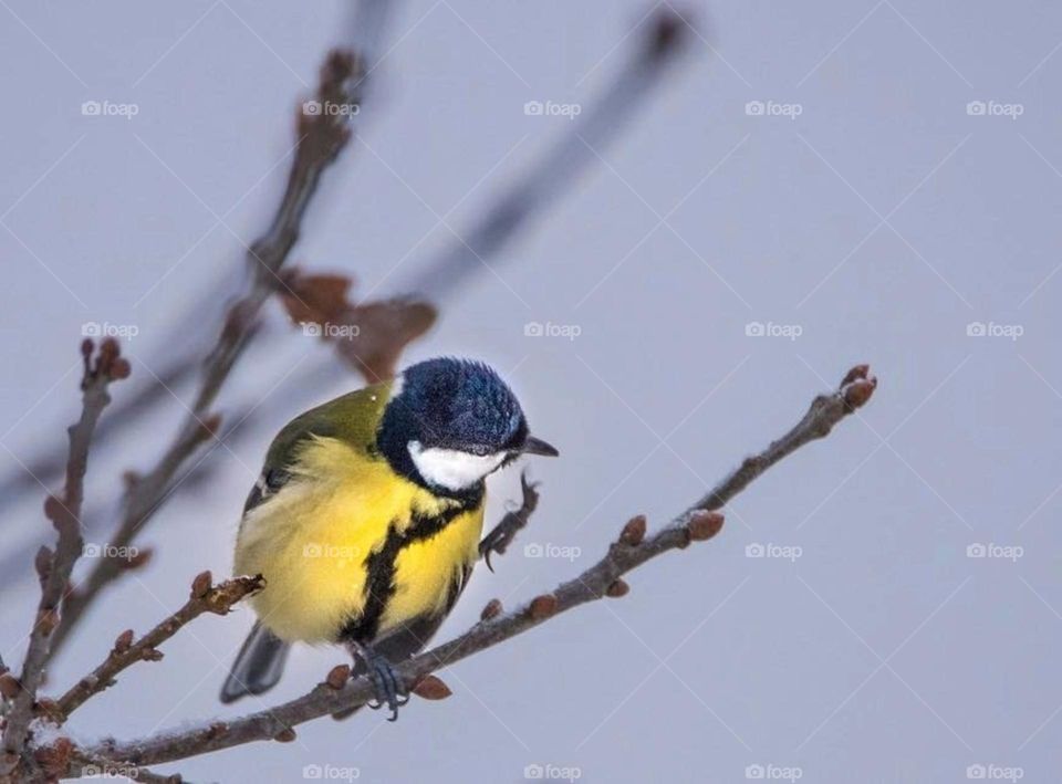 What is a bird without a tree to nest in?