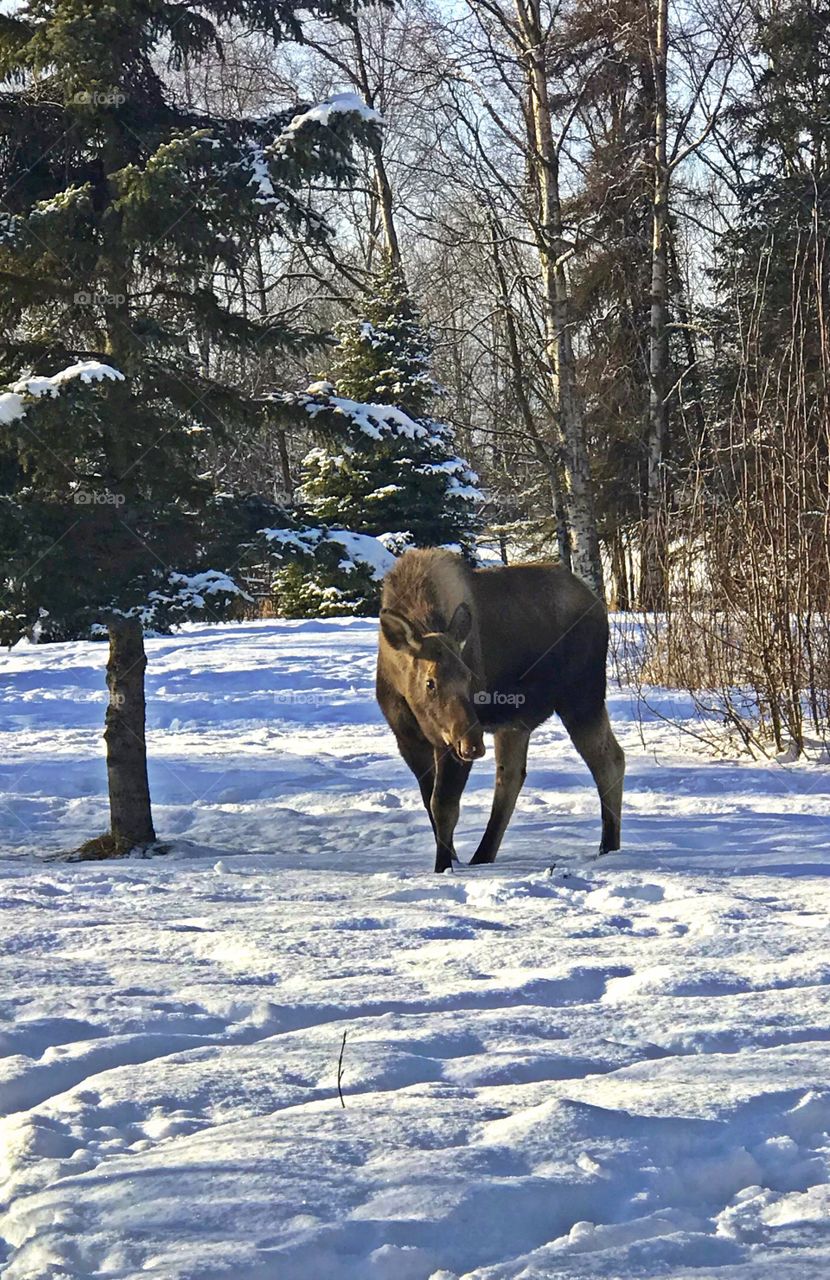 Moose sighting in Anchorage Alaska