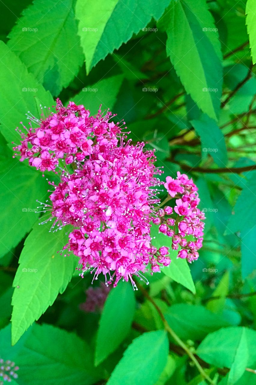 Foliage flowers 