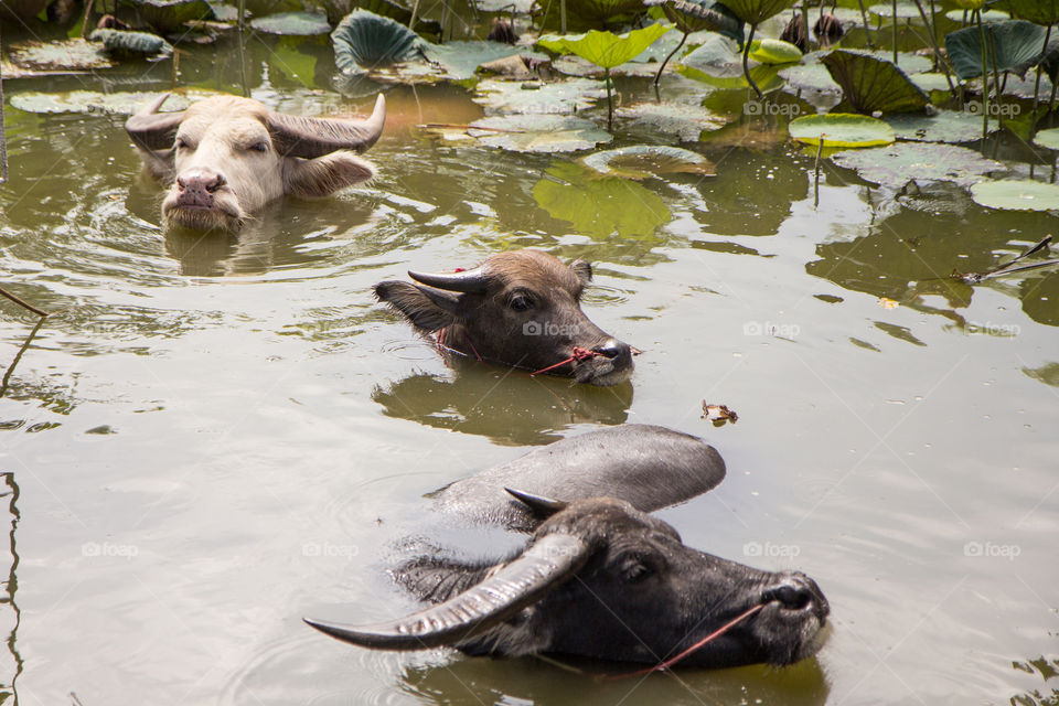 Water buffalo