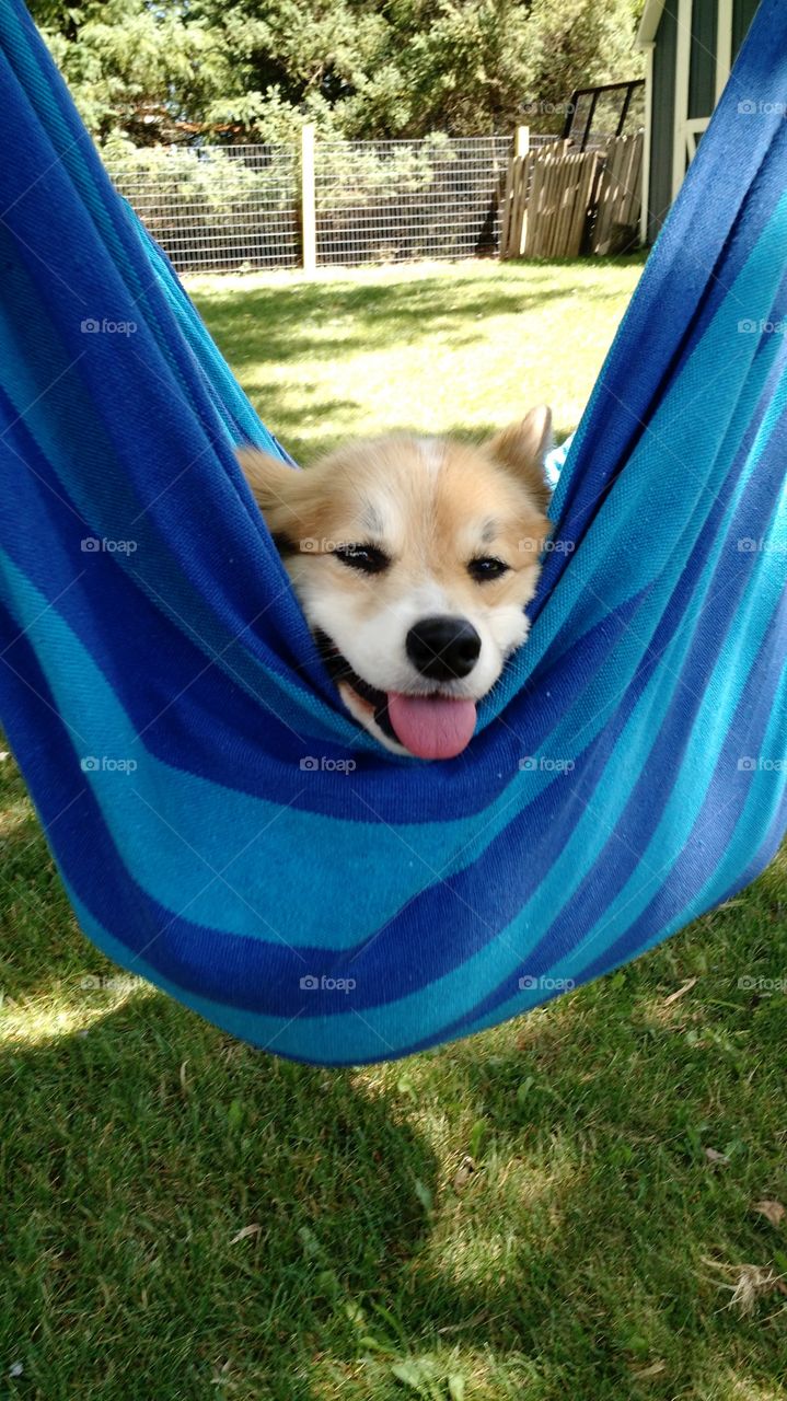you are getting sleepy. backyard hammock