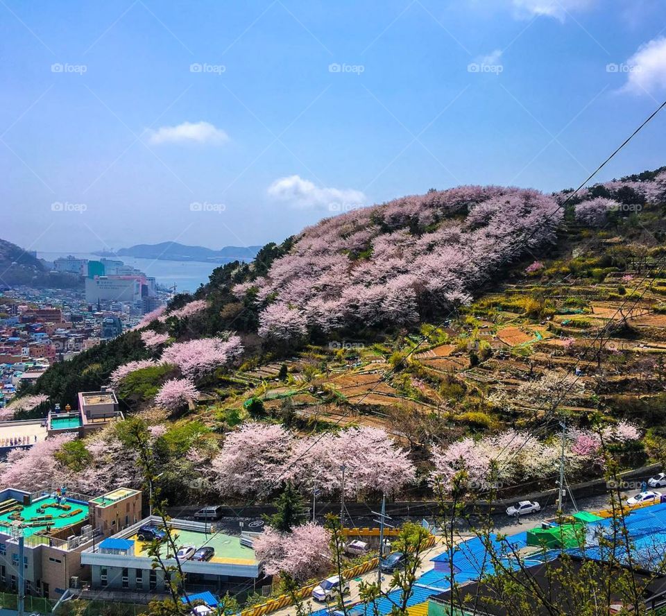 The cherry blossoms were in bloom when I was visiting Busan, South Korea. This photo was taken at Gamcheon Cultural Village.