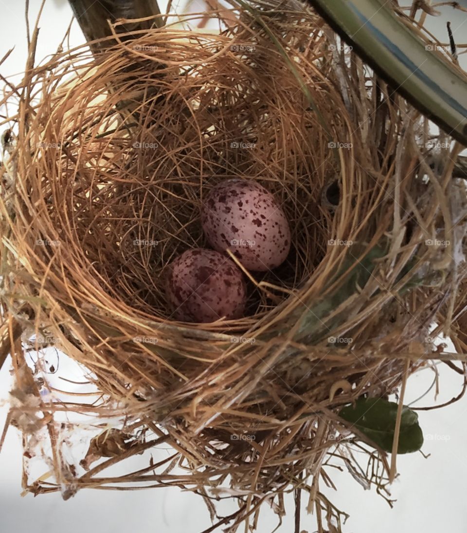 Eggs in the nest