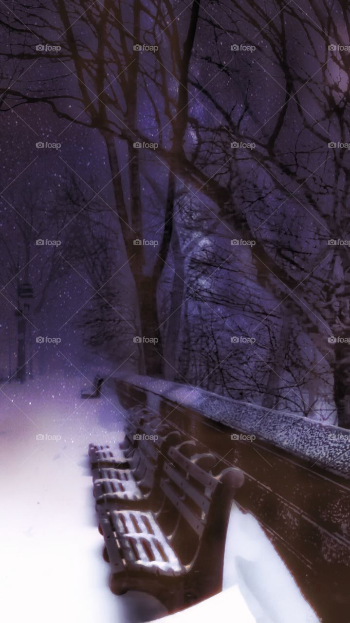 Snowing, Park Bench 