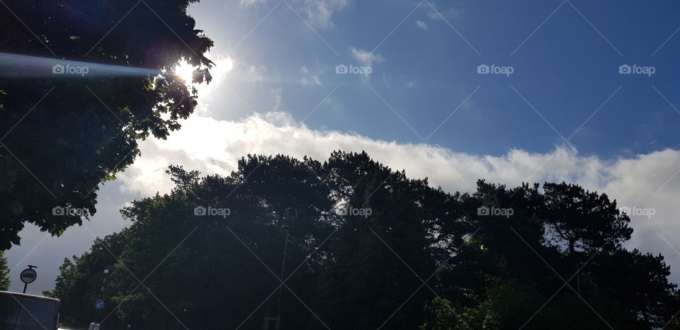 Trees, sky and cloud