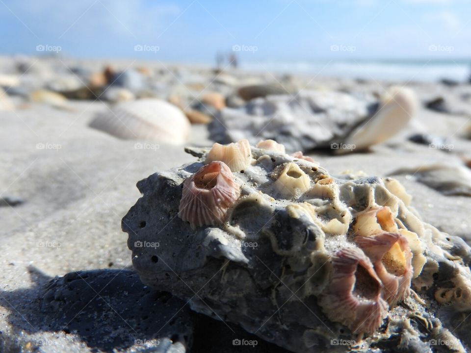 Barnacles on a seashell down by the seashore