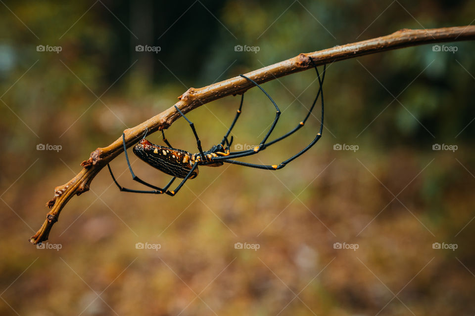spider climbed on a branch