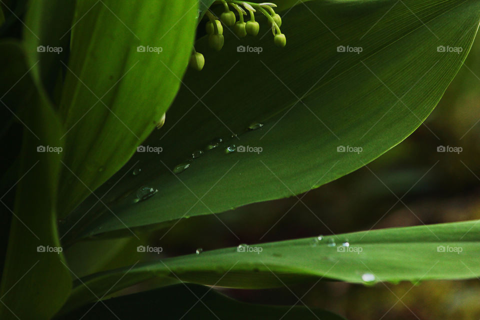 Waterdrops on a leaf