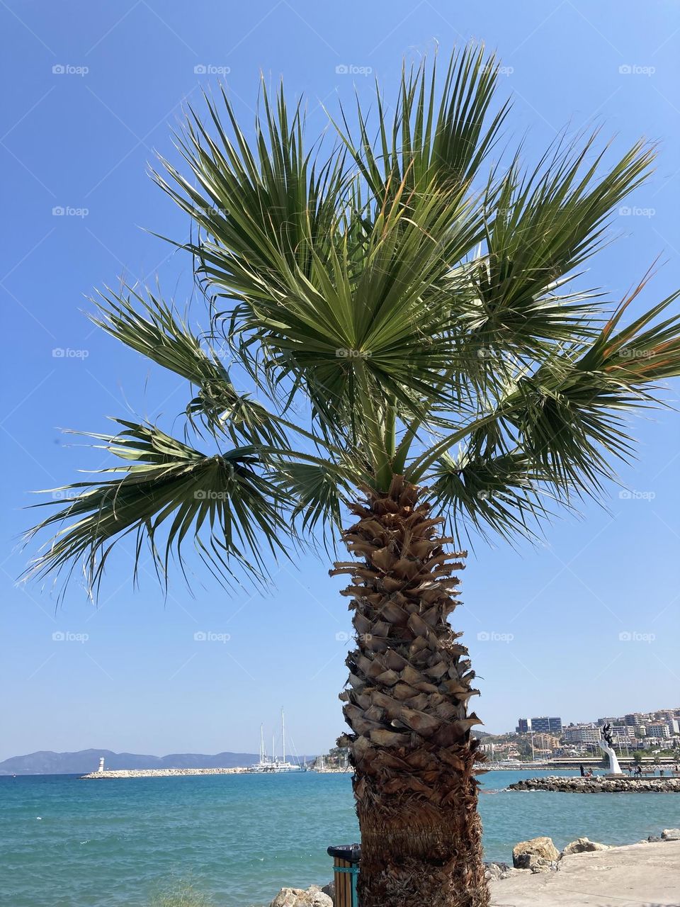 Palm tree and blue sky. Perfect summertime weather. Summertime adventure in Turkey. Love palms. 