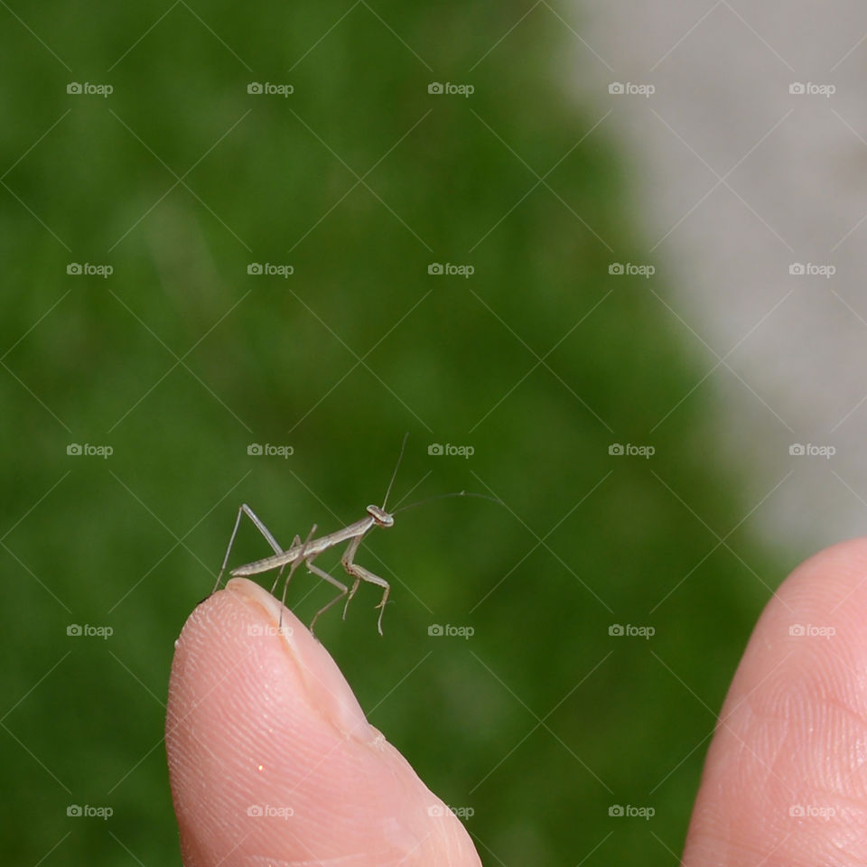 Newly Hatched Praying Mantis on tip of a finger