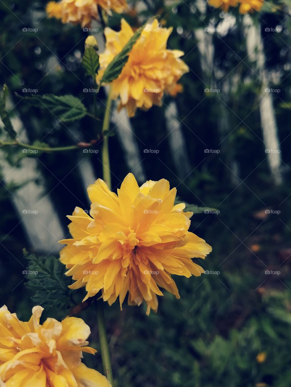 Yellow Aesthetic Flower