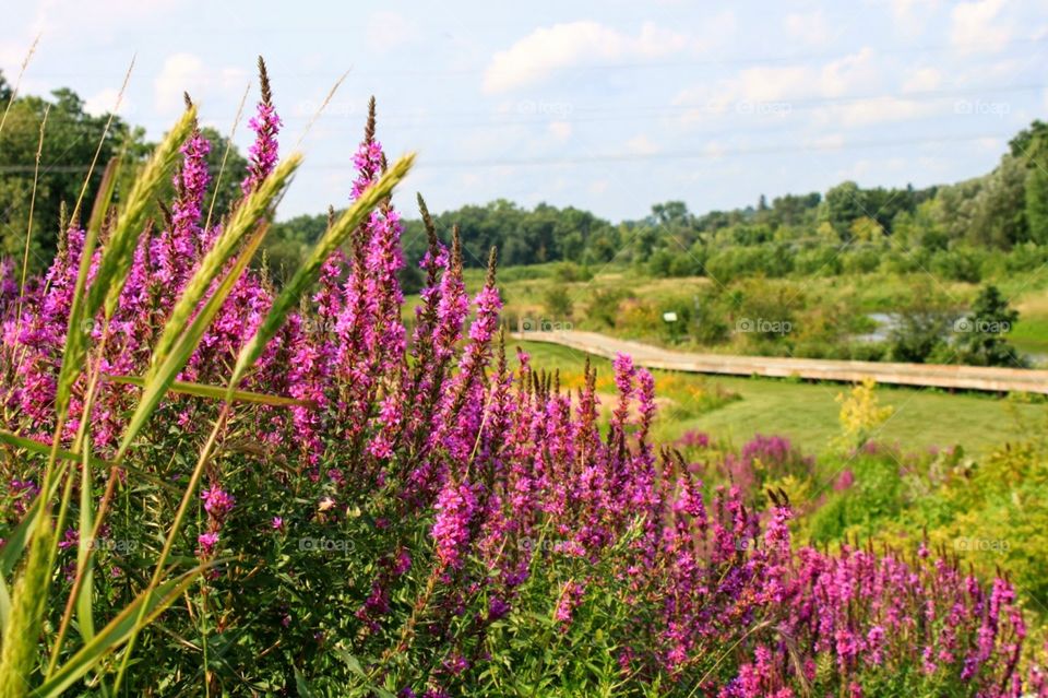 pink flowers