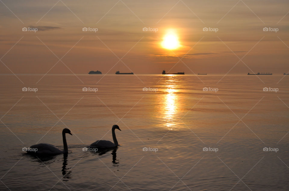 swans silhouettes