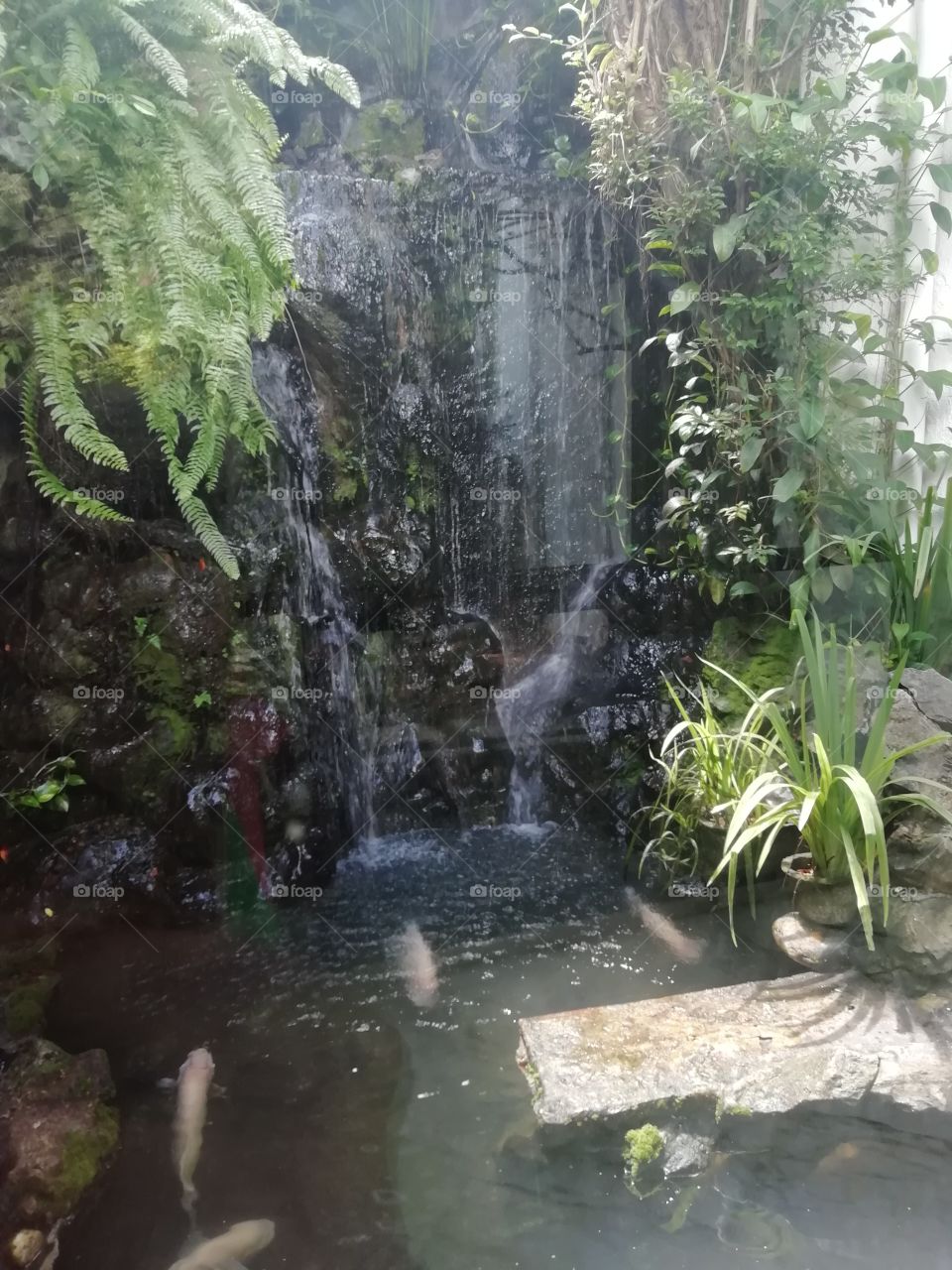 Another fish pond at the hotel