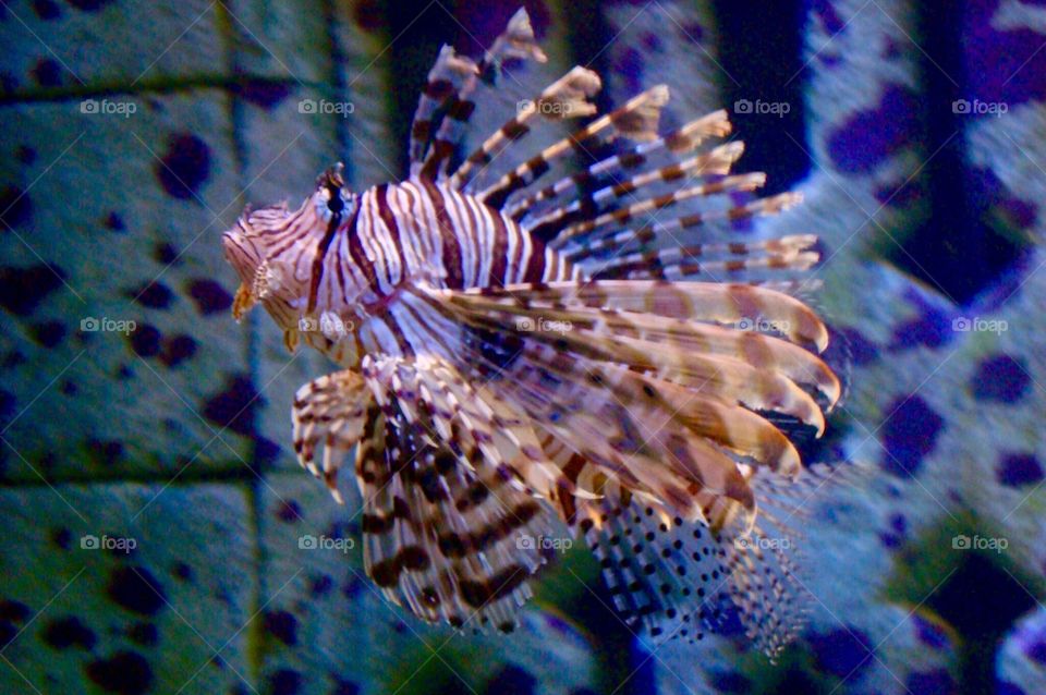 Lion fish 