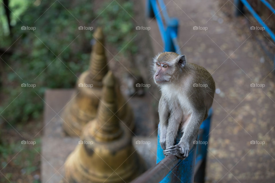 Monkey stand on the fence of the stairway 