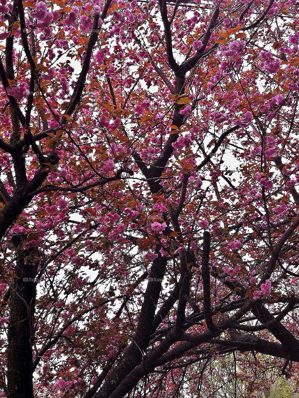 Cherryblossoms 