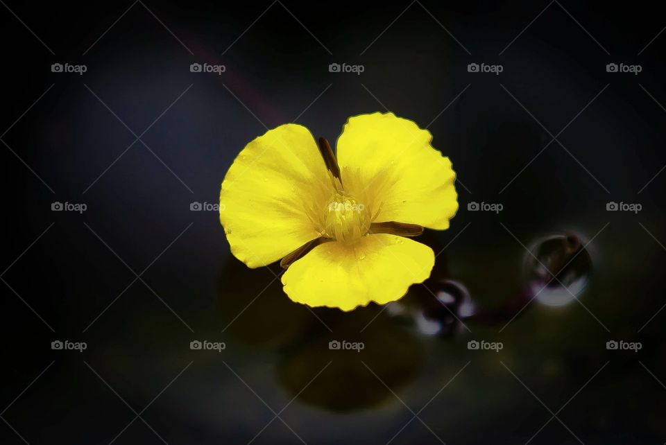 Yellow. I took this beautiful flower on the water and it shows pure yellow color and how the beauty is nature.