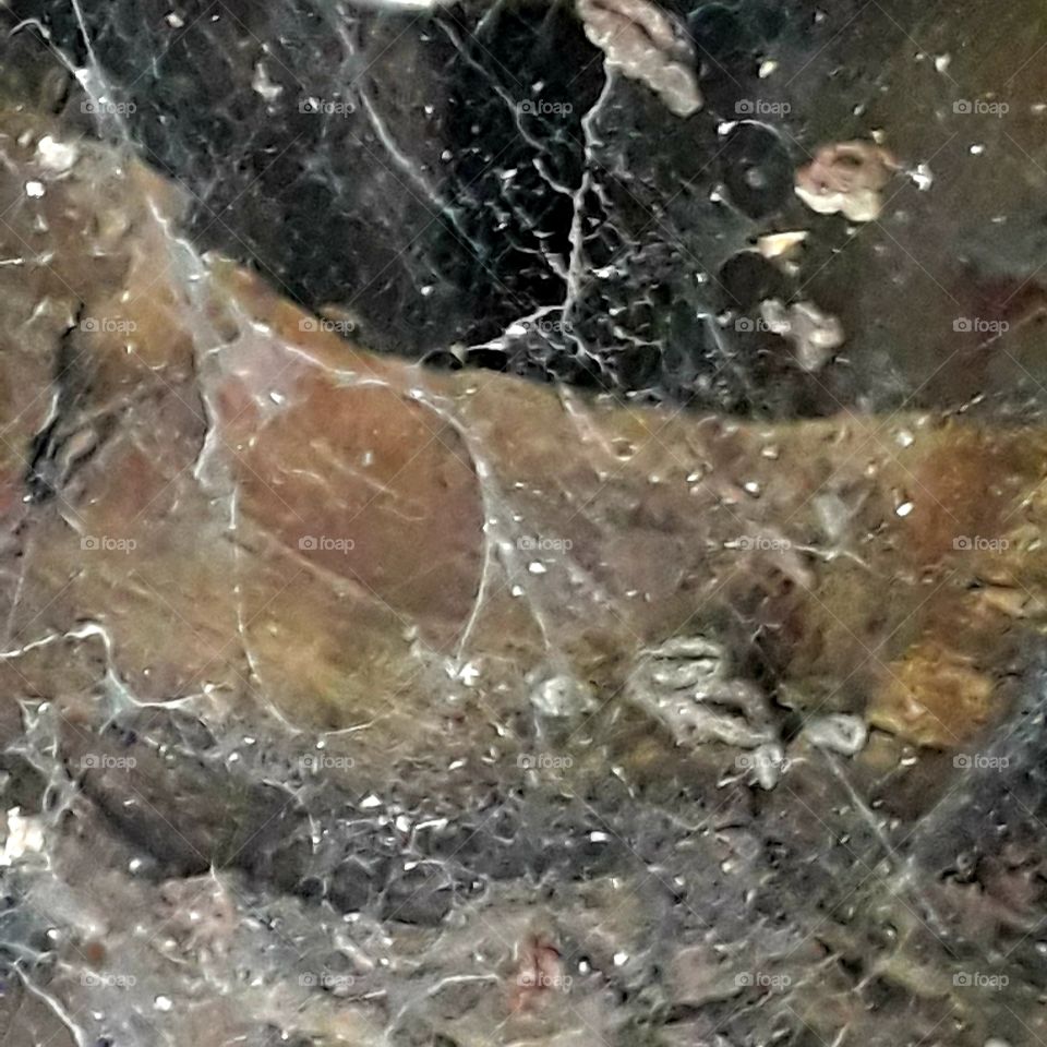 fallen tree  trunk behind threads of spider's web