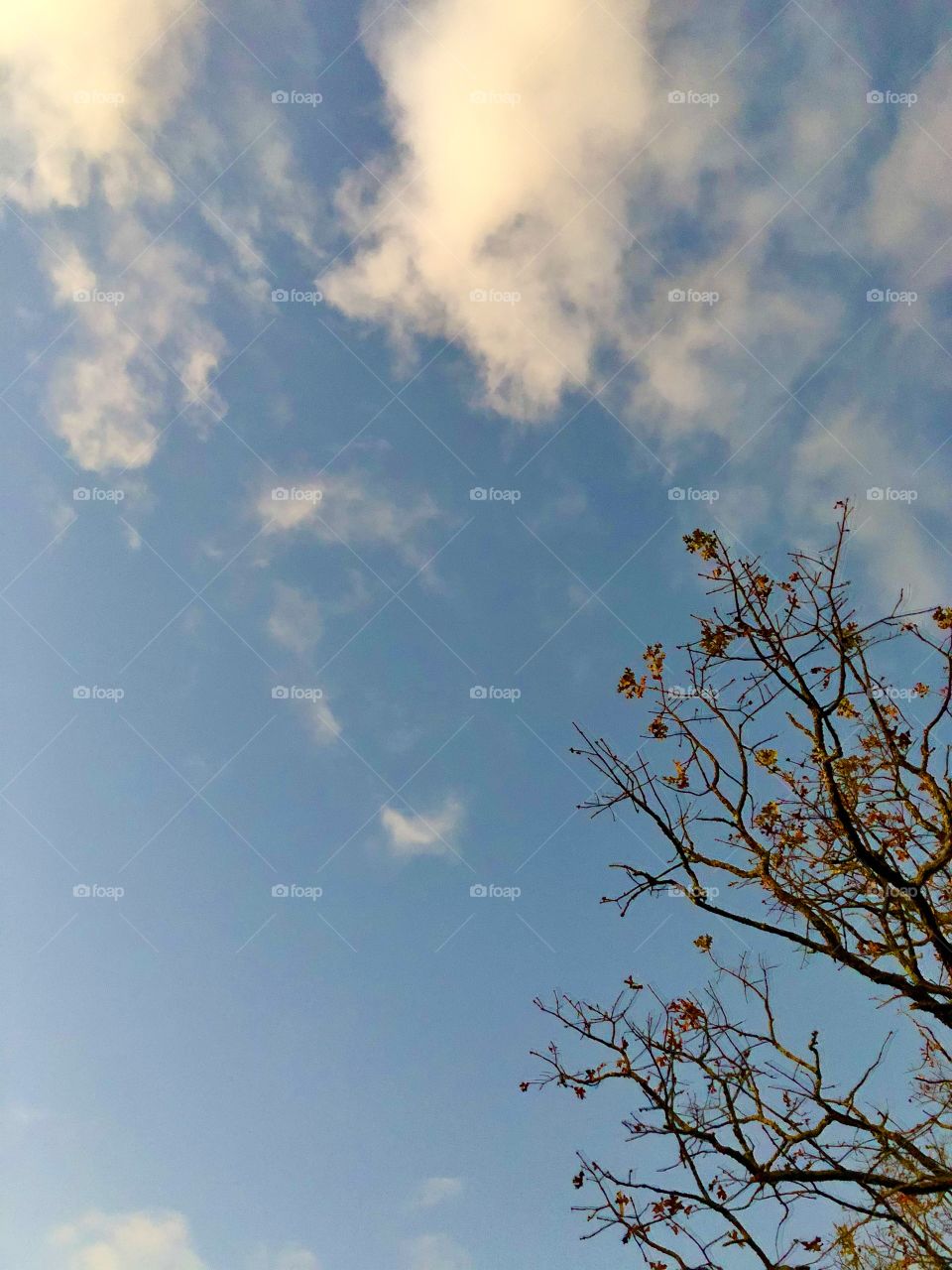 Branches against fall sky