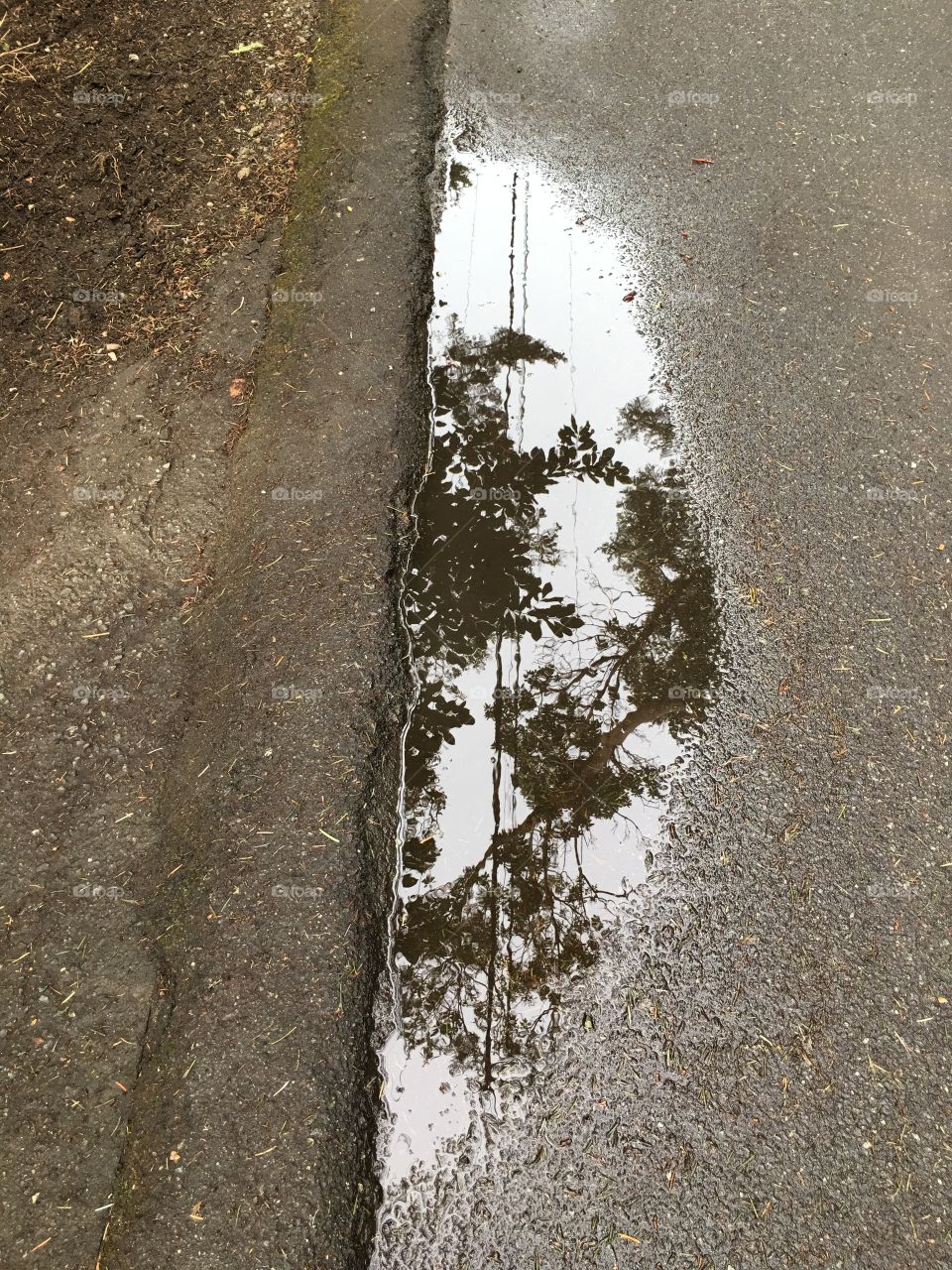 Reflection in a puddle