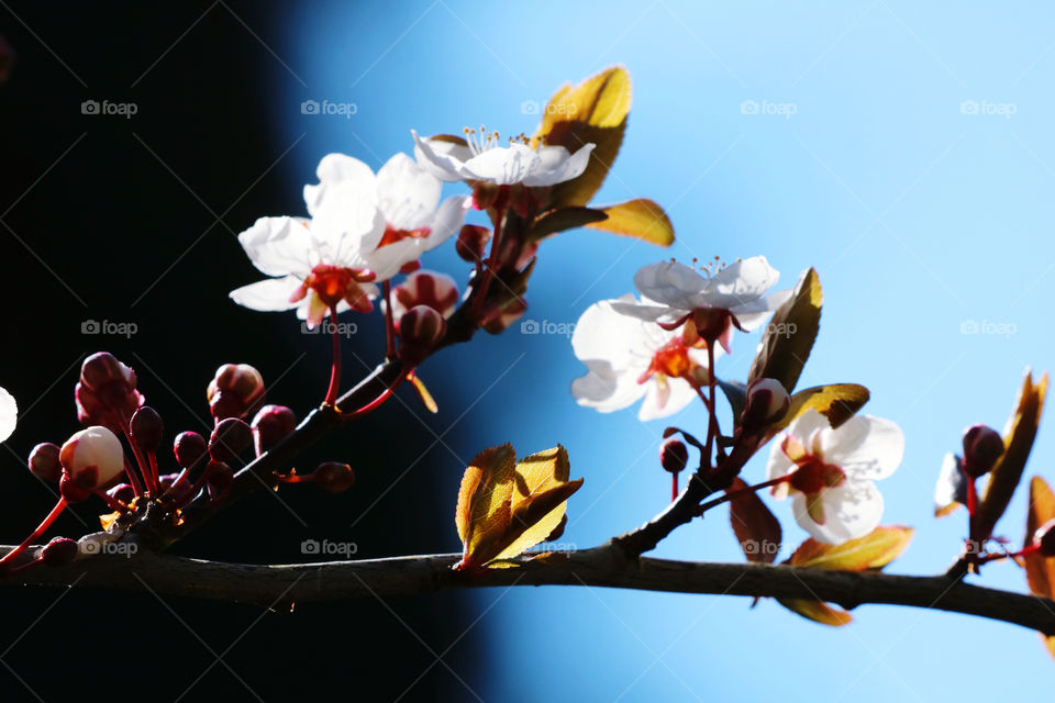 Plum branch with buds opening into flowers, springing in spring