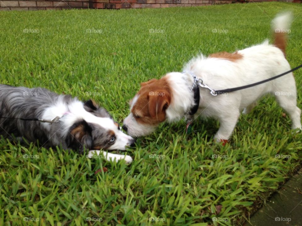 Dogs playing