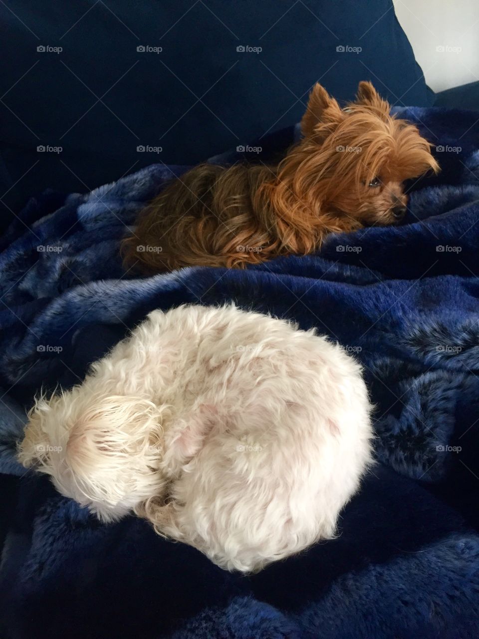 Maltese and yorkie relax