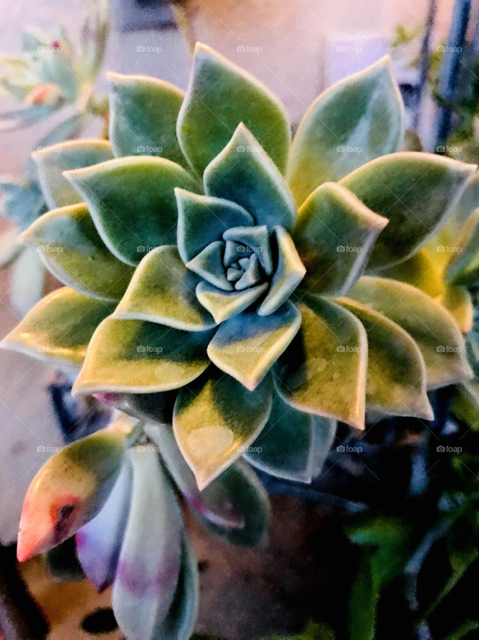 Succulent 