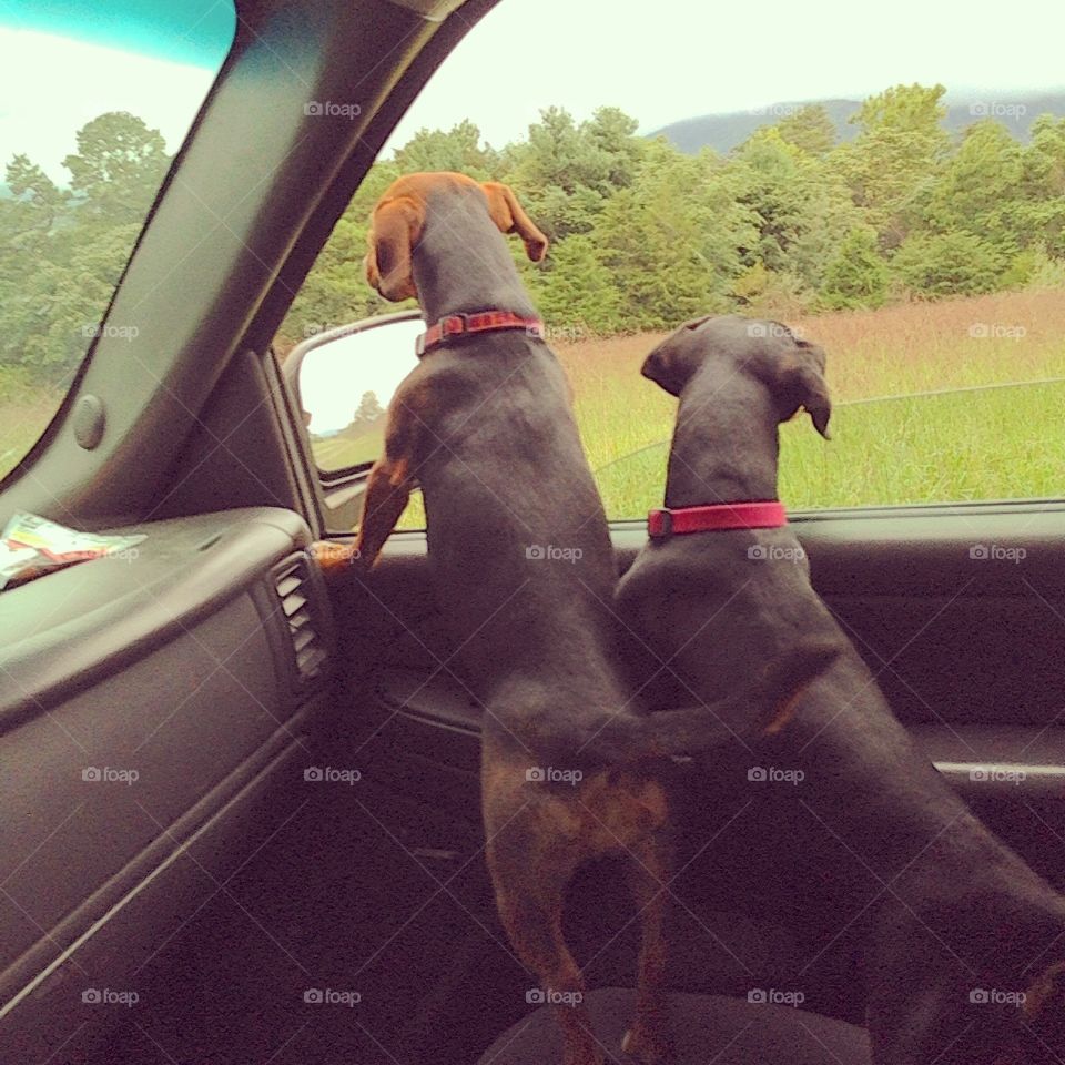"Lola" and "Milli" riding shotgun, taking in all the smells they can.