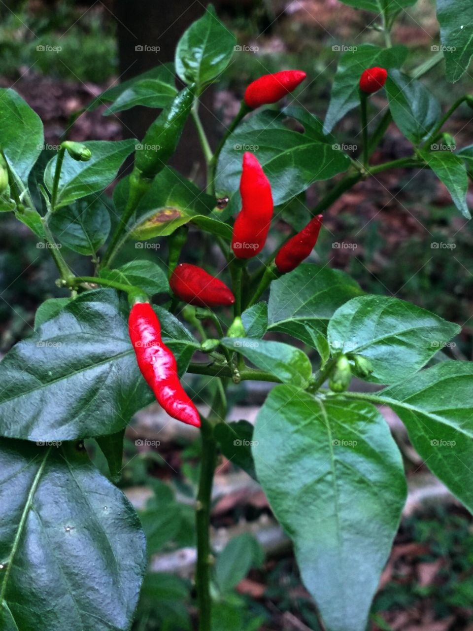Capsicum frutescences