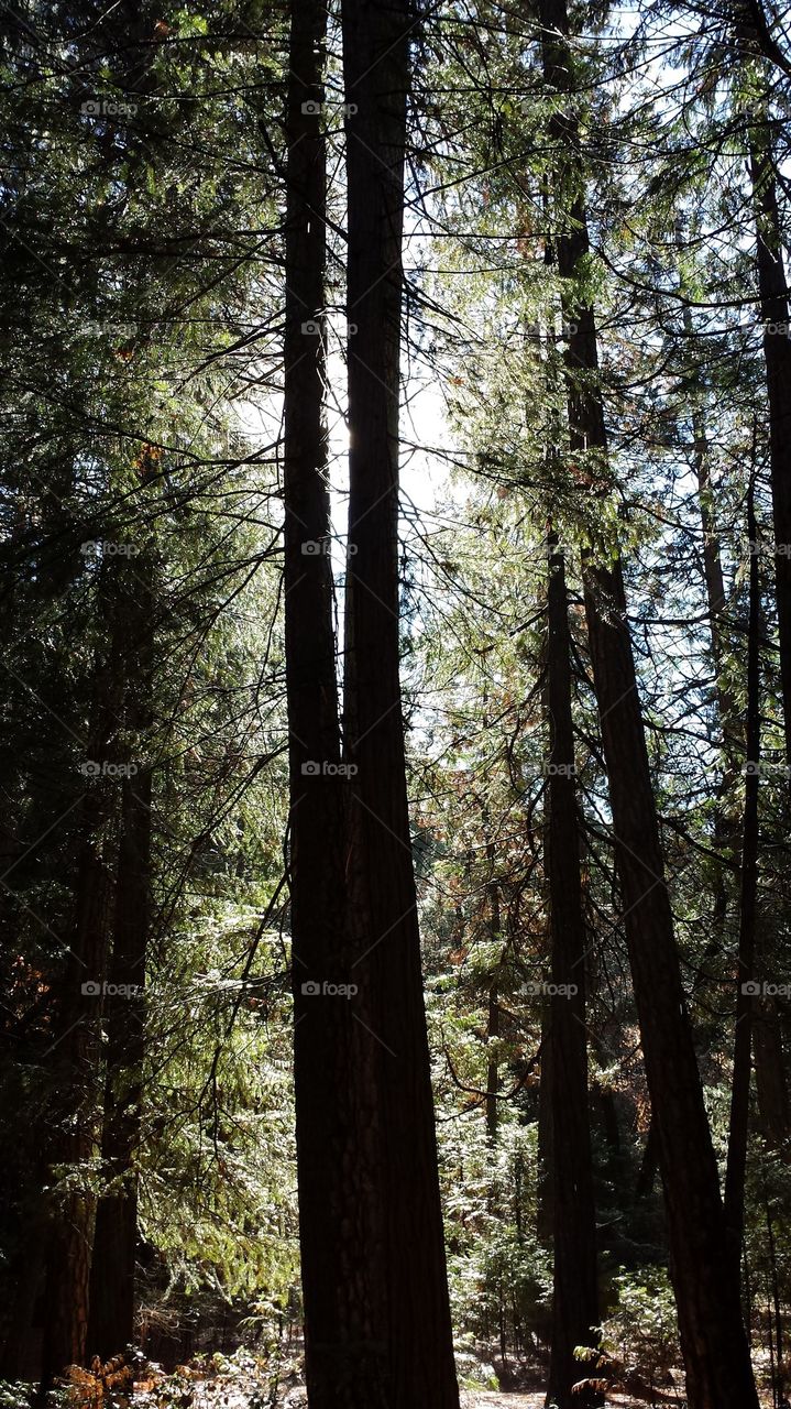 Yosemite Trees