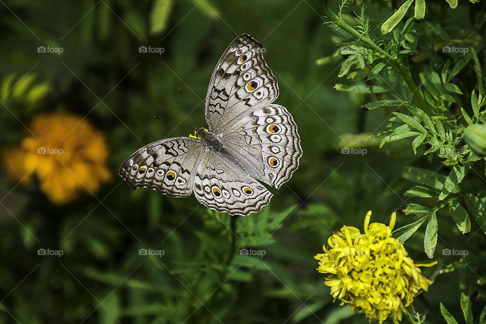 Beautiful and cute butterfly