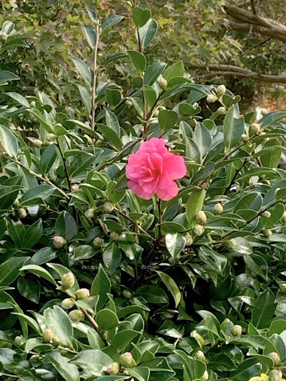 November blossoms 