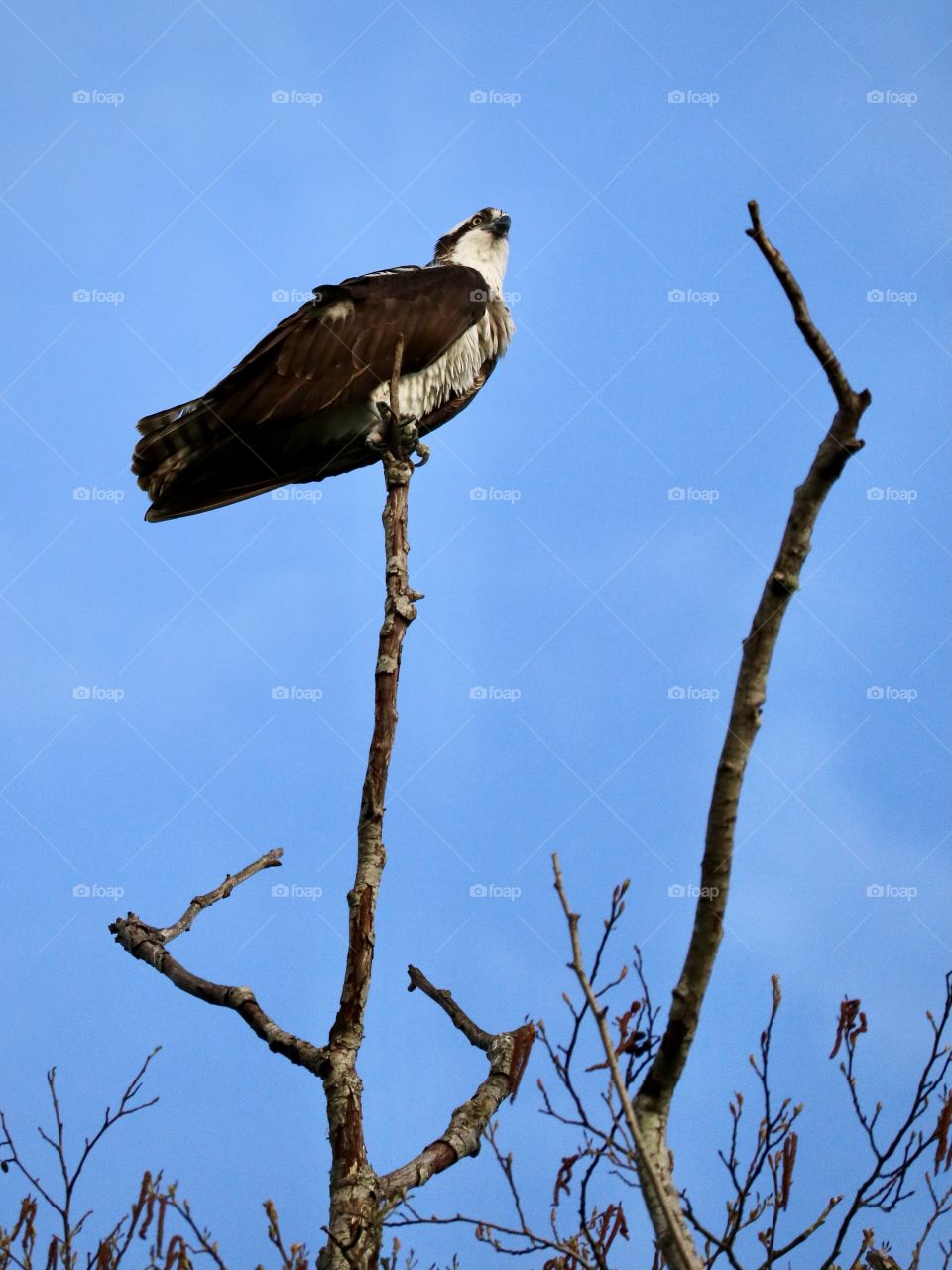 An osprey perches on top of a branch to look out and observe the area around it’s nest.