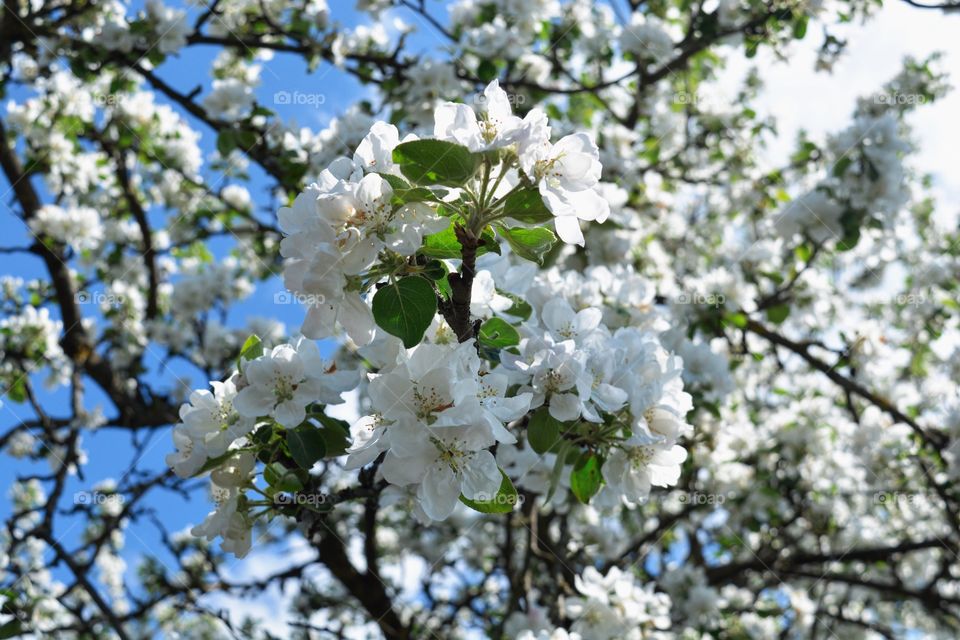 White flowers apple tree