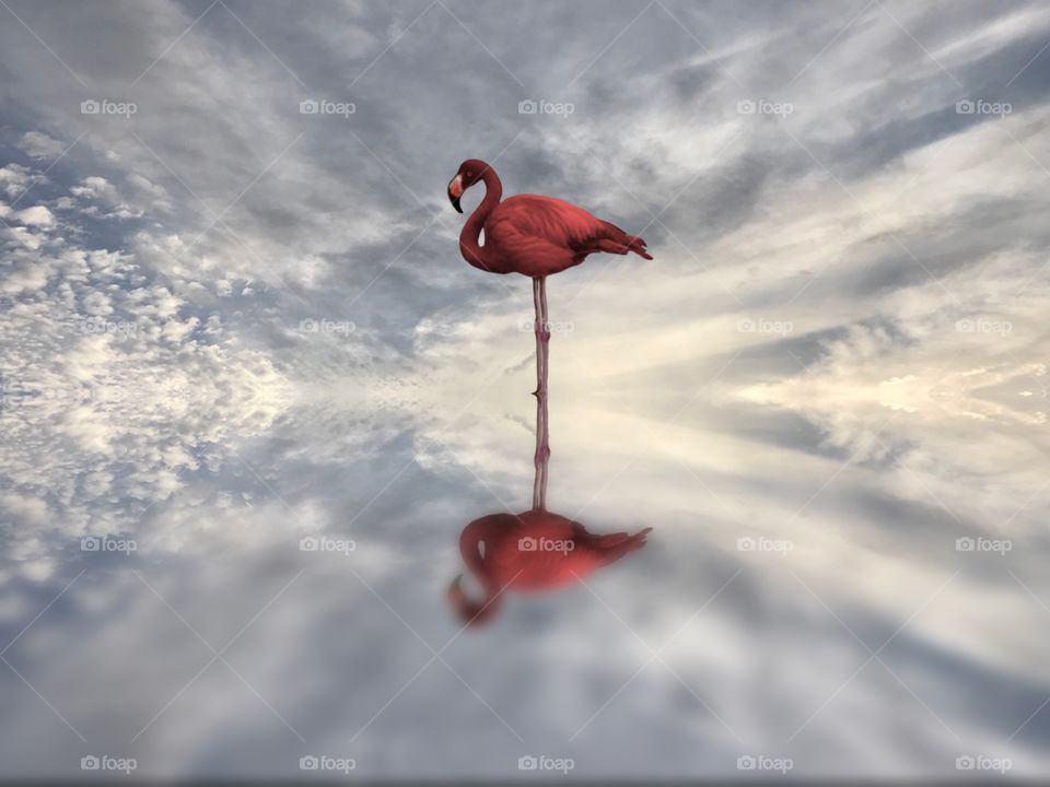 Sky flamingo clouds