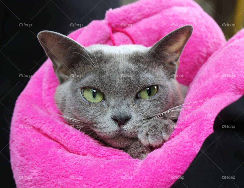 Cat in pink blanket